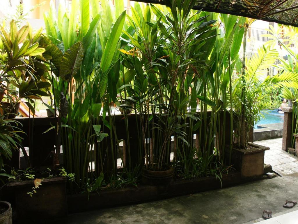 Waringin Homestay Kuta Lombok Zewnętrze zdjęcie